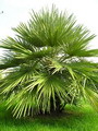 humilis